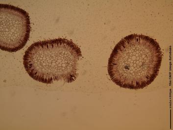 K030 10x.JPG